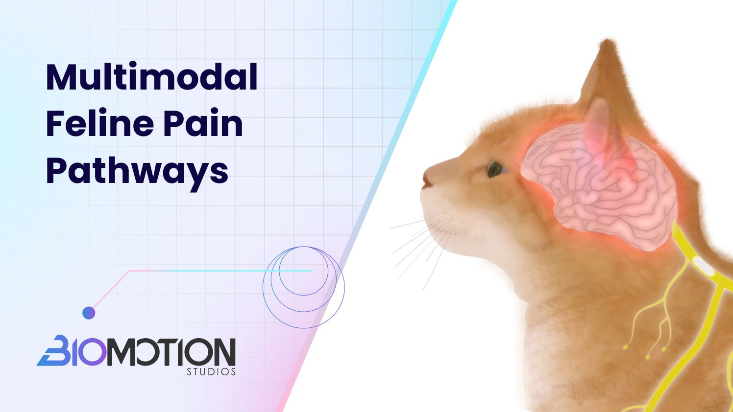 Feline Pain Treatment